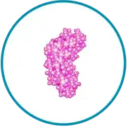 transconpth3 TransCon hGH (lonapegsomatropin)
